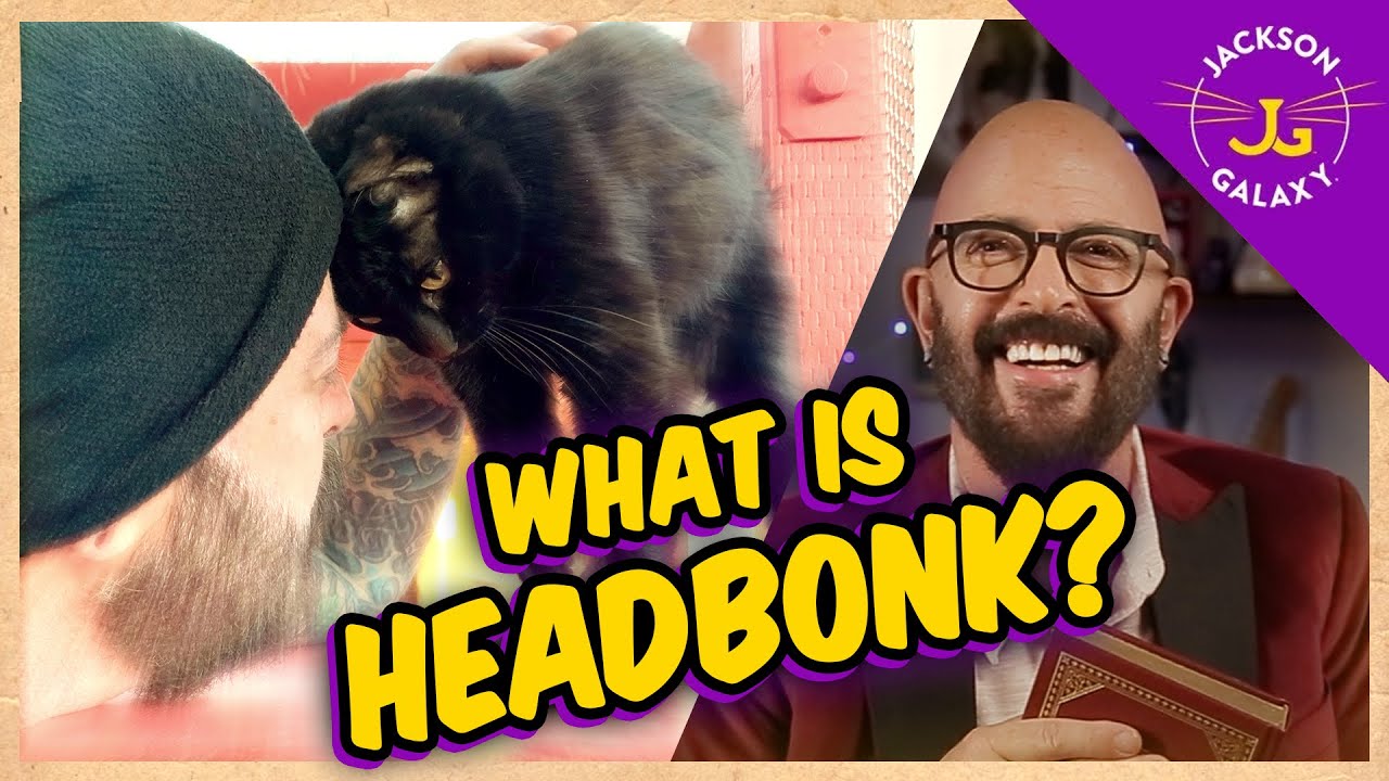 What is HEAD BONK? Cat Head Butting | Cat Daddy Dictionary