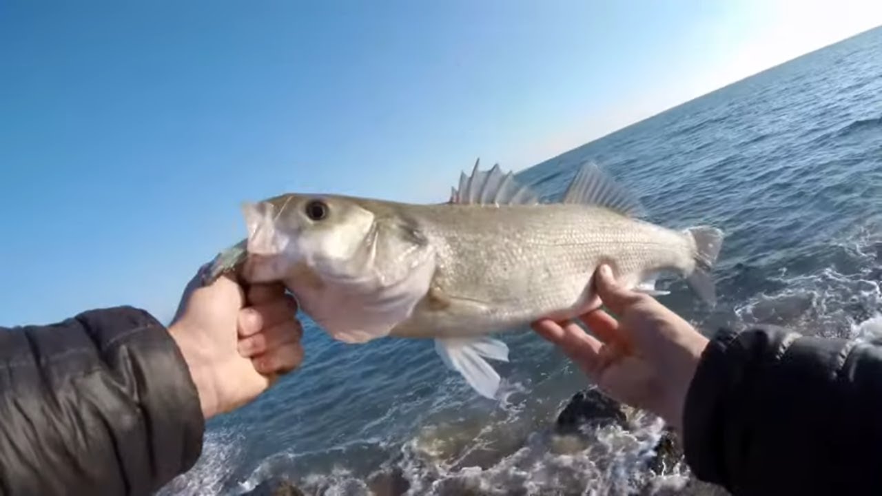 Pesca Spinning LUBINA con imitación Black Minnow pesca Barcelona invierno