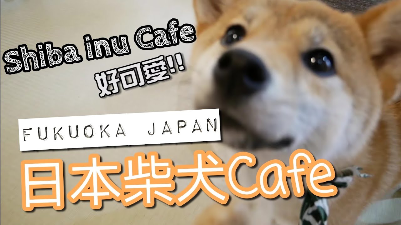 湯布院柴犬🐶Cafe｜🐕超可愛｜AyuTV