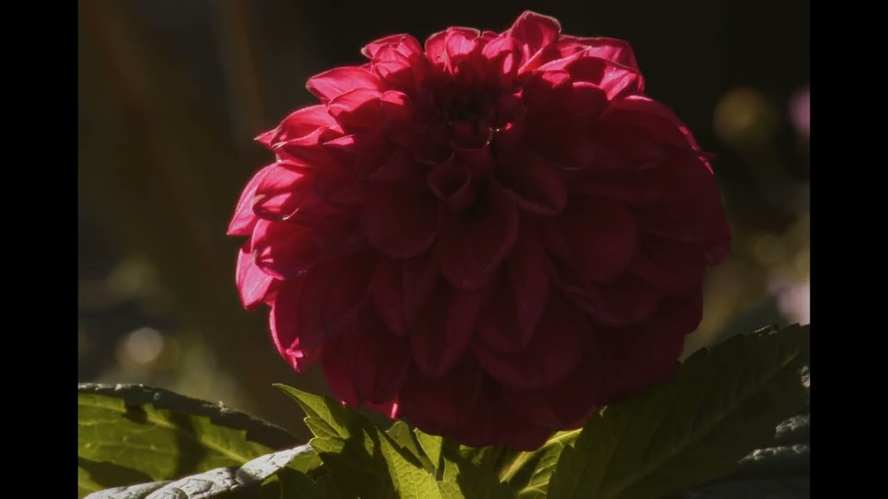 Vivitar 28 - 210 F3.5 Test Footage