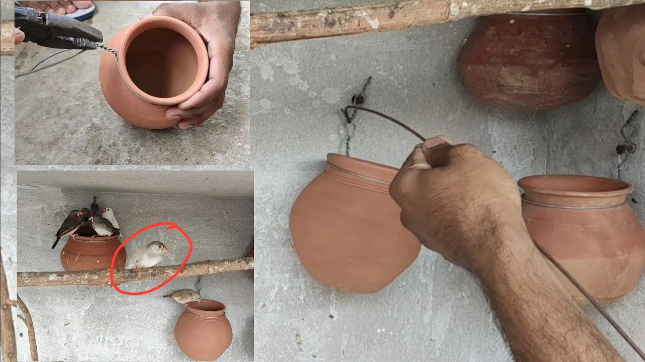 New finch female laya || finches ki matki kaise lagaye || white finch vs zebra finch