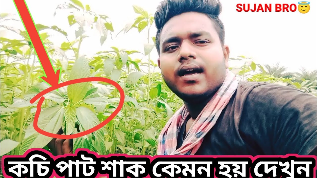 কচি পাট শাক কেমন খেতে দেখুন || পাট শাক পরিচর্যা || Jute care || new village vlogs || sujan bro vlogs