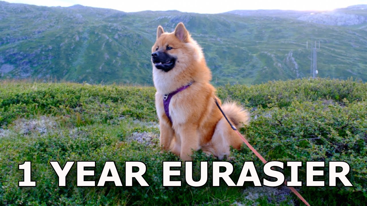 EVERYTHING TO KNOW ABOUT OWNING A EURASIER | 1 year old dog advice
