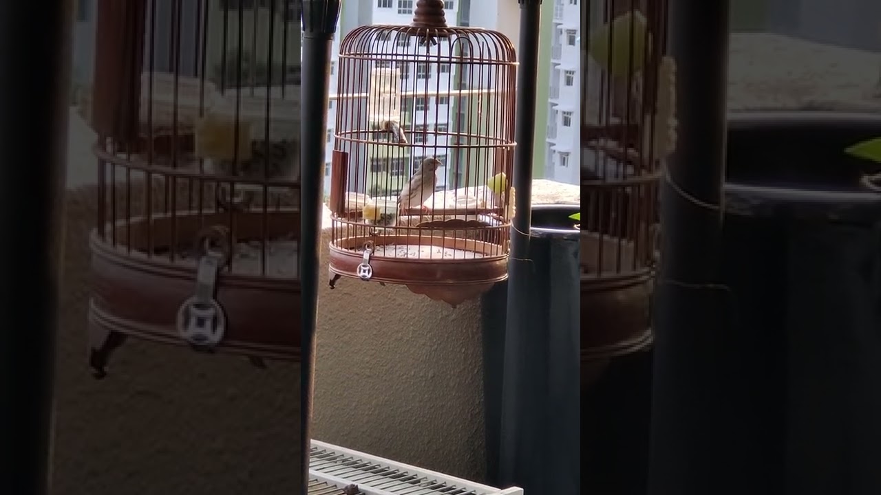 grey finch Sing