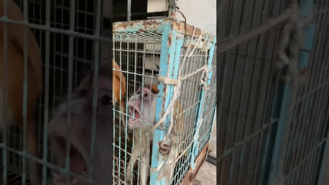 Red Patas Monkey in my mini zoo 