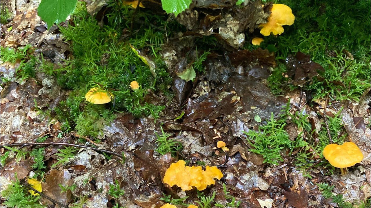 Cèpe/ bolets / girolles et très grandes variétés de croiser ..
