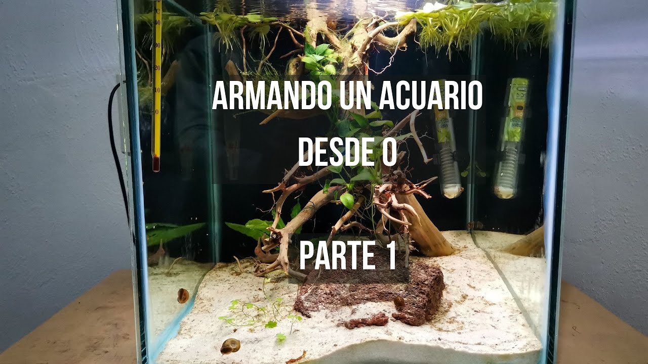 Armando un acuario desde 0 ¿ Que peces comprar? ¿ Cual es el equipo Basico? y algunos tips ✅