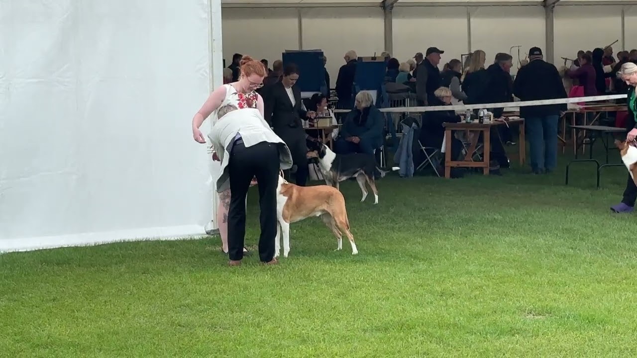 Darlington Championship Show - Open Dog 