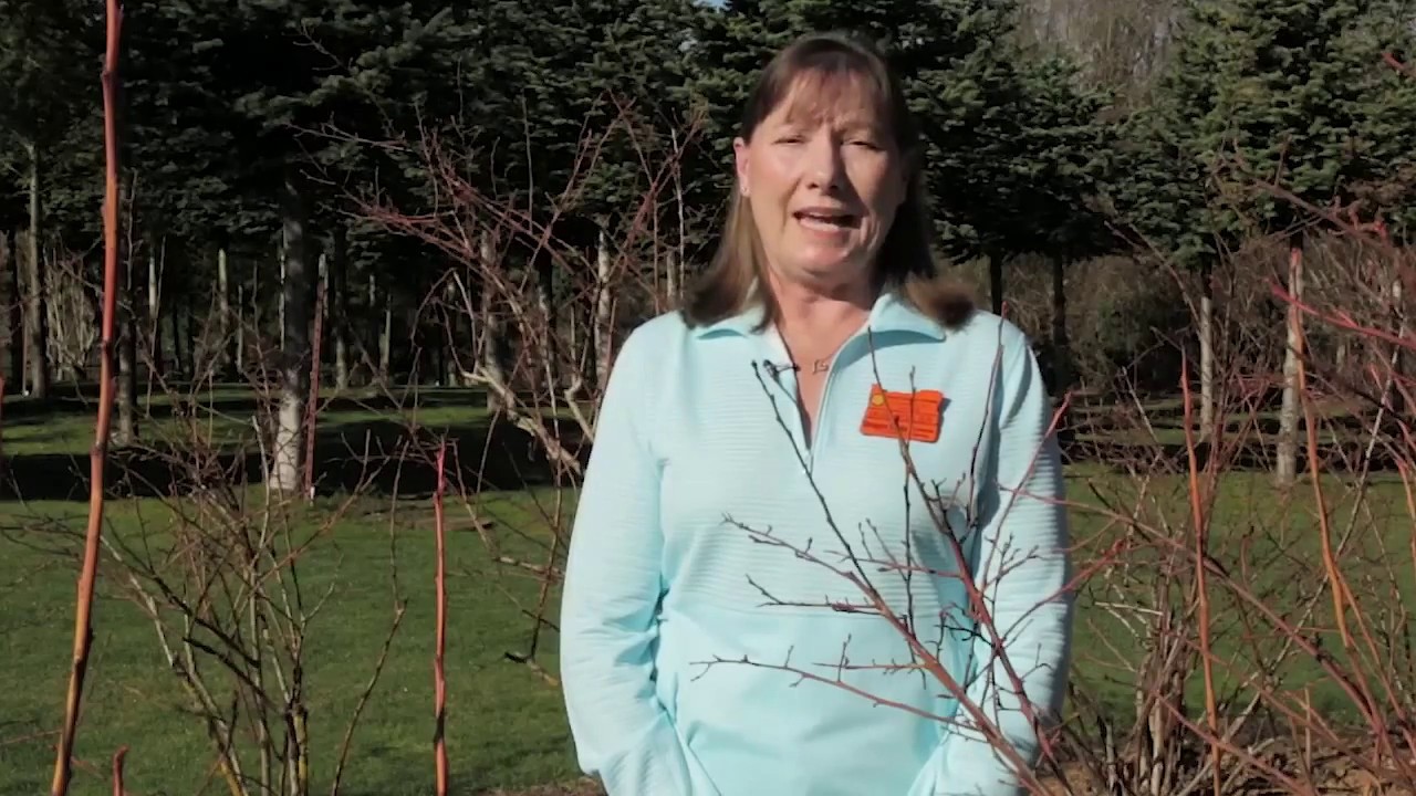 Pruning Blueberry Plants with OSU Master Gardeners