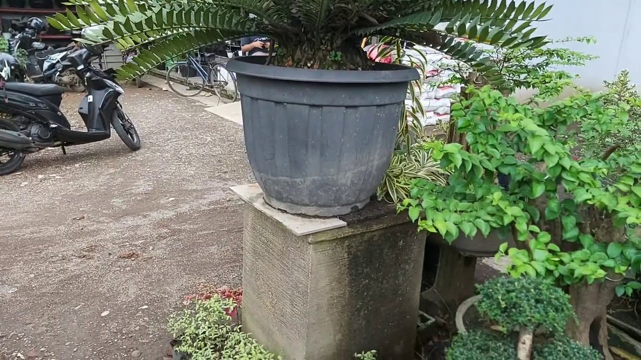 SIKAS ZAMIA  YANG MENAWAN