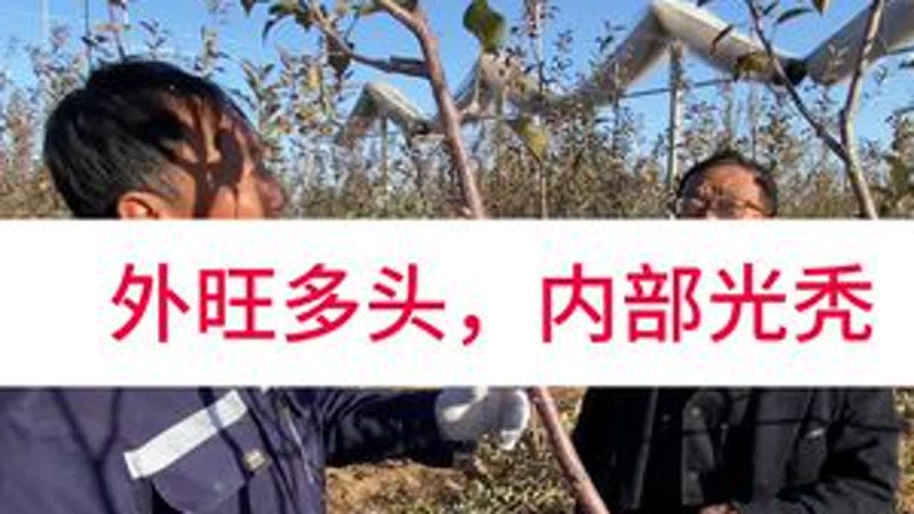外旺内弱如何处理？ #洛川大海 #大海带叶修剪 #大海辩证管理