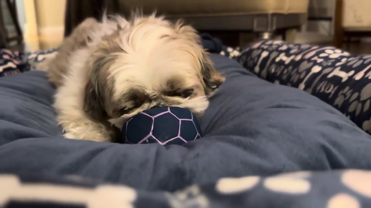 Adorable Shih Tzu dog Kirky Fun Playtime With Toy Ball 