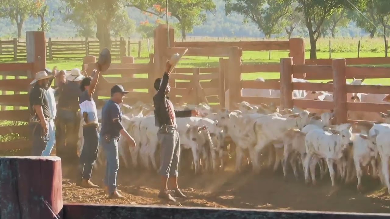 Campo fazenda Ipiranga 