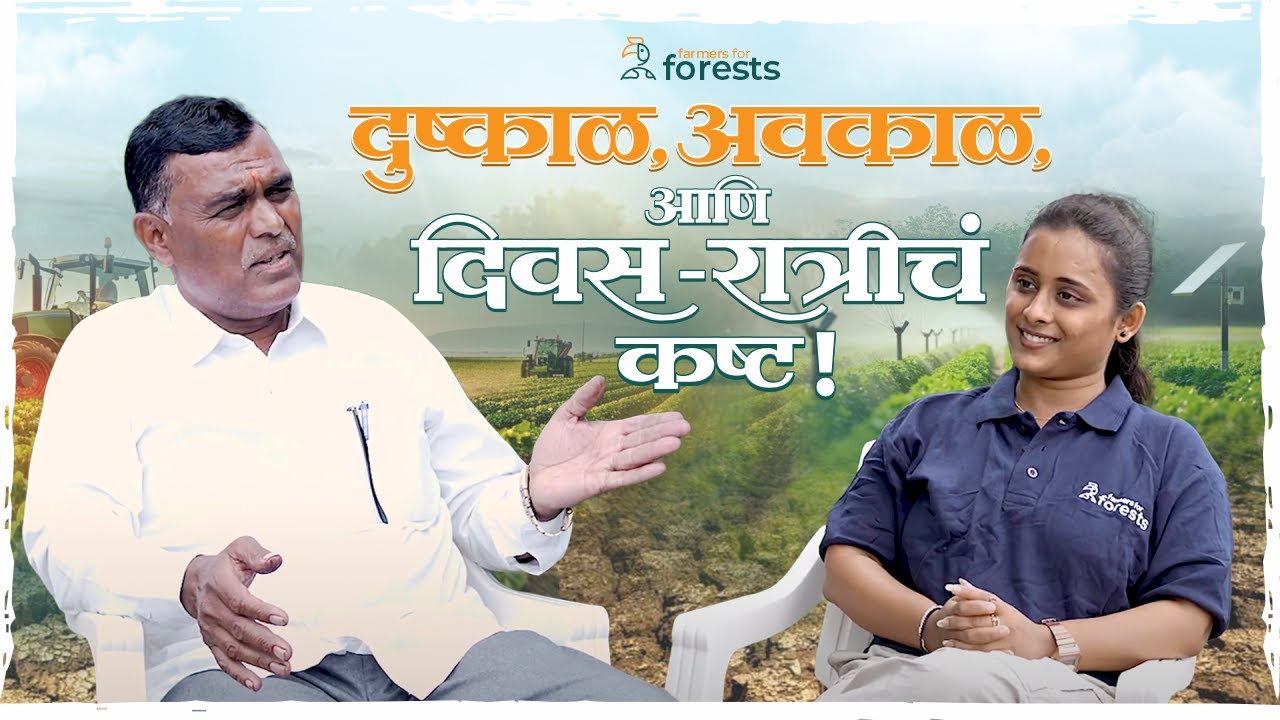 पारनेर तालुक्यातील एक प्रगतशील शेतकरी | अडीच एकरात, 31 लाखांची मिरची !