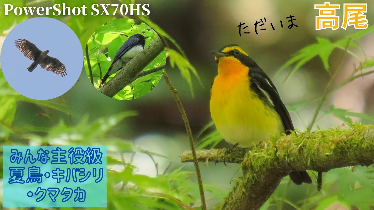 《みんな主役級》ついに夏鳥がたくさん登場！森の王者猛禽クマタカ現る【コンデジ野鳥撮影Vlog】