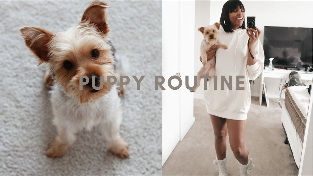 NEW YORKIE PUPPY MORNING ROUTINE