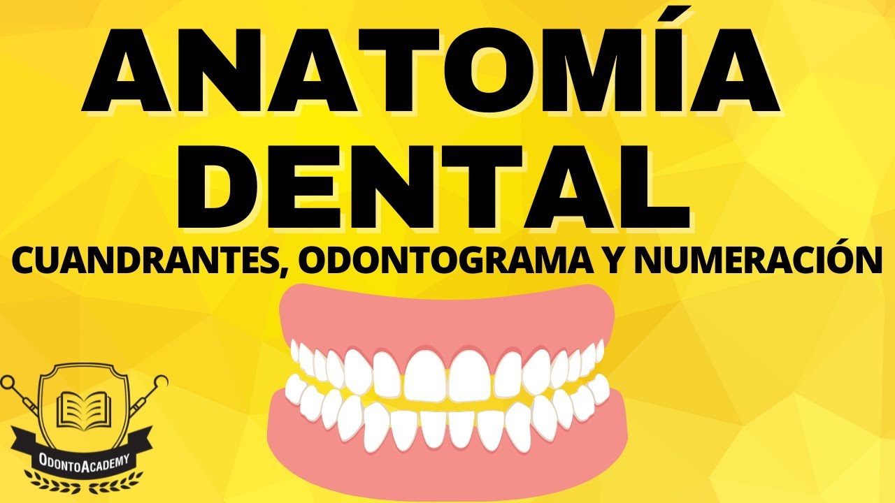 CUADRANTES DENTALES, ODONTOGRAMA Y NUMERACION DE LOS DIENTES. [Anatomía dental en Españo