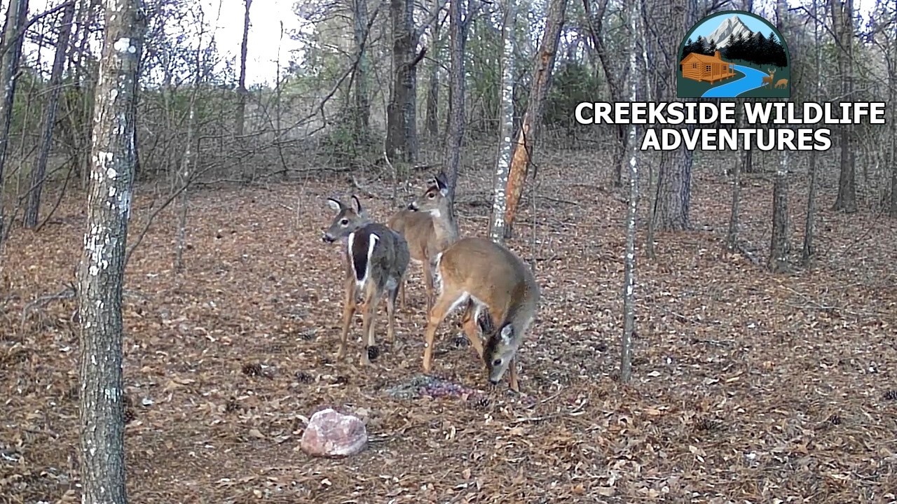 Young Buck & Deer Family Back On Trailcam!