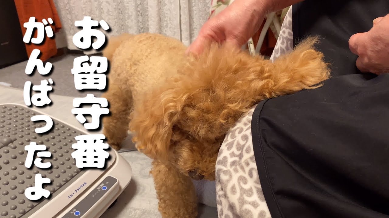 お留守番のあとの、いちばん優しい時間