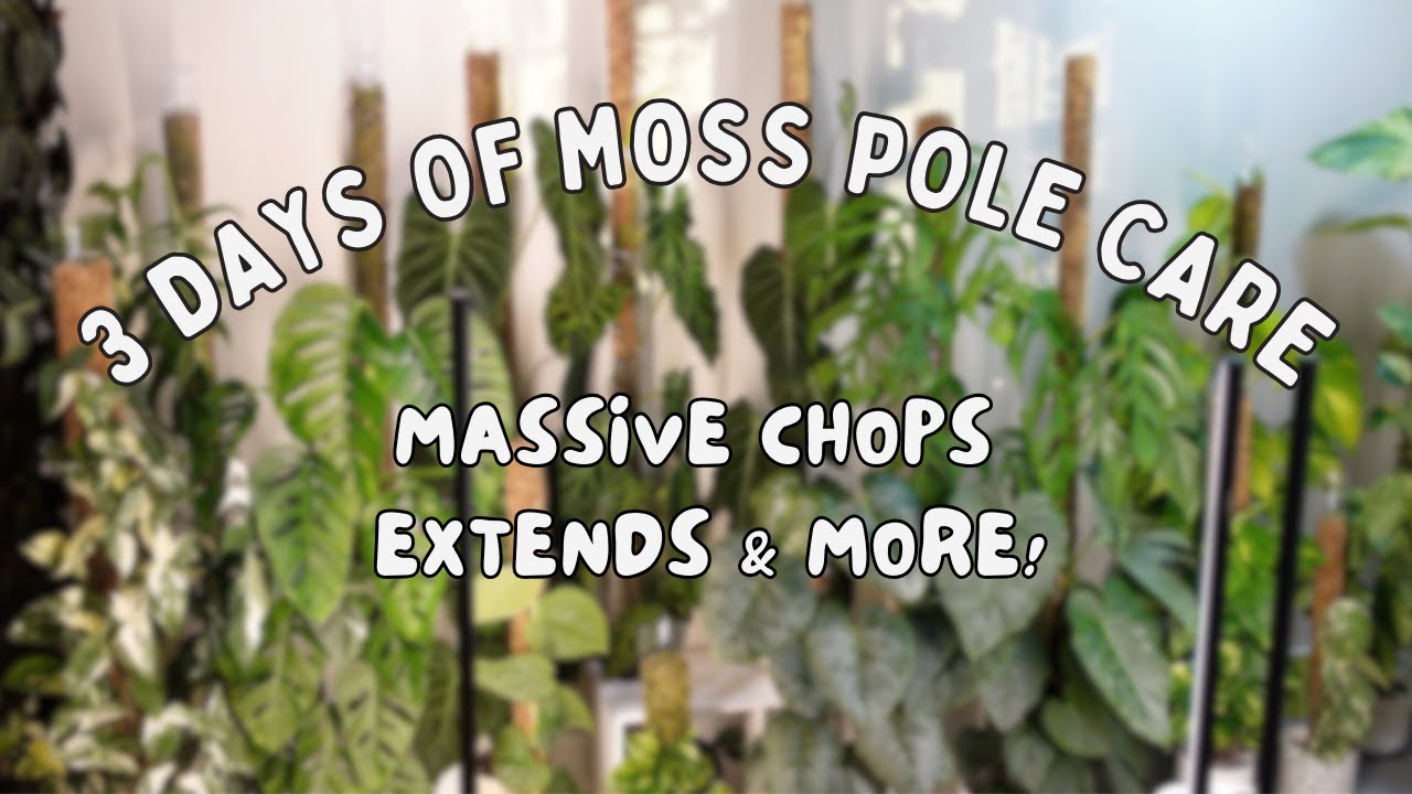 3 Long Days of Overdue Moss Pole Care! Lots of Chopping & Extensions ✂️