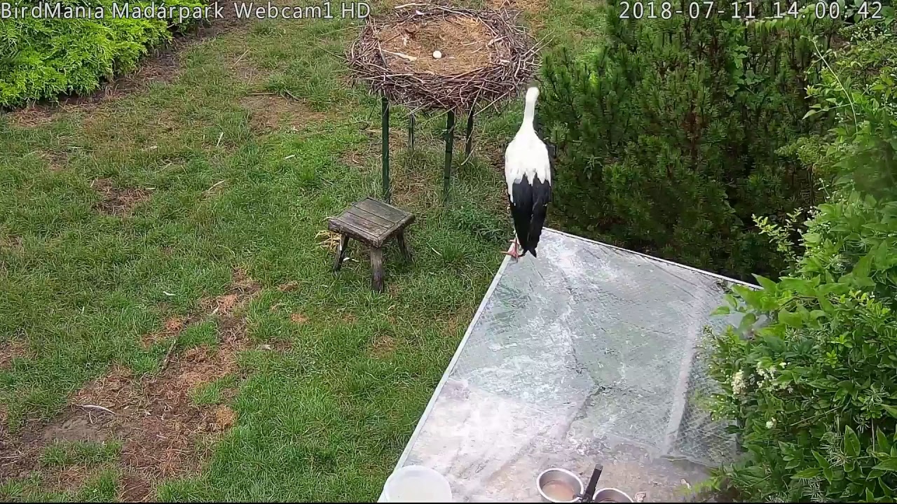 BirdMania - Madárpark és Vadmadár-mentőközpont élő közvetítés