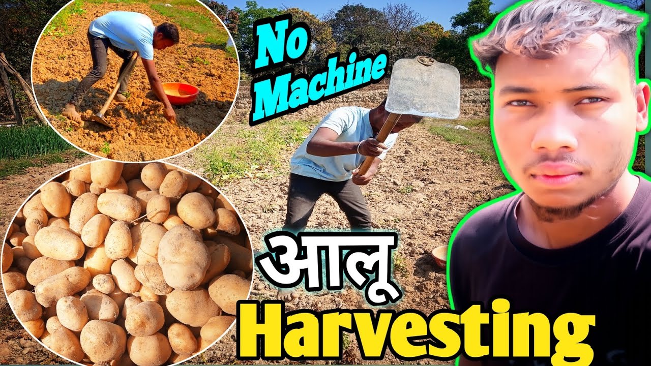 Sirf 90 Din Me Taiyaar Aalu Ka Super Harvesting ! 💯✅ No machine without harvesting! ✅💯!