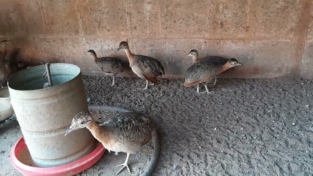 Perdiz  - Adaptação aos viveiros externos PARTE 1 CRIAR É PRESERVAR