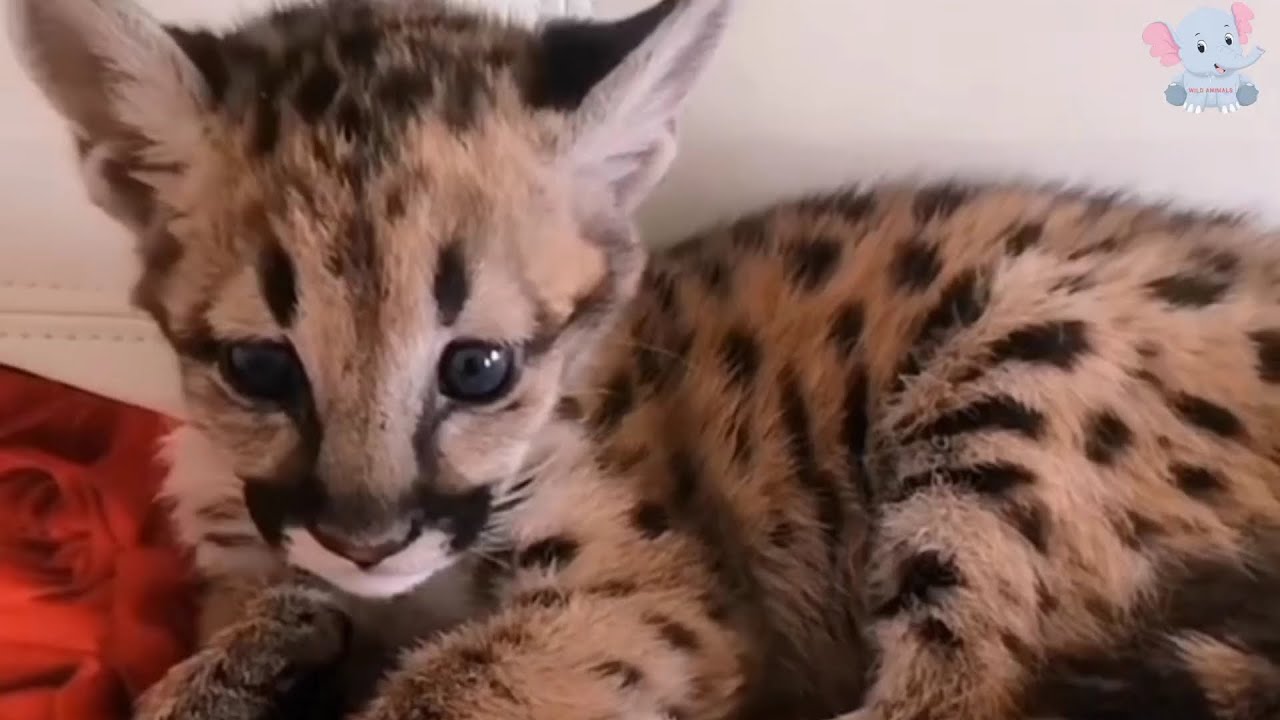 Rescuing the Frozen Cub: A Man&rsquo;s Compassion and a Mountain Lion&rsquo;s Return to the Wild.