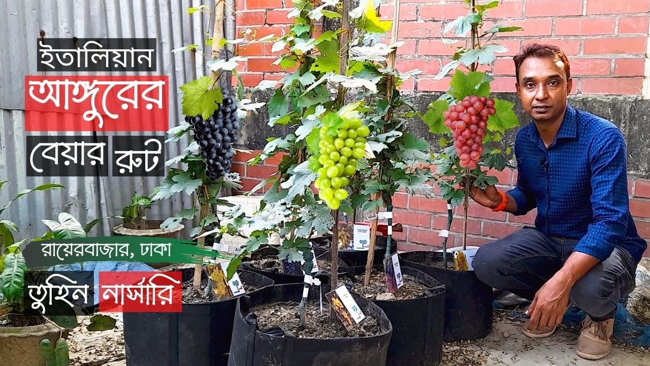 ইতালিয়ান আঙ্গুরের বেয়ার রুট তুহিন নার্সারিতে | Italian Grapes Bare Root Price | Gardening Bangladesh
