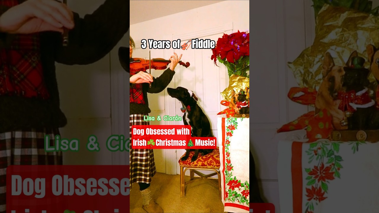 Dog Obsessed w/Irish Christmas Music! 
