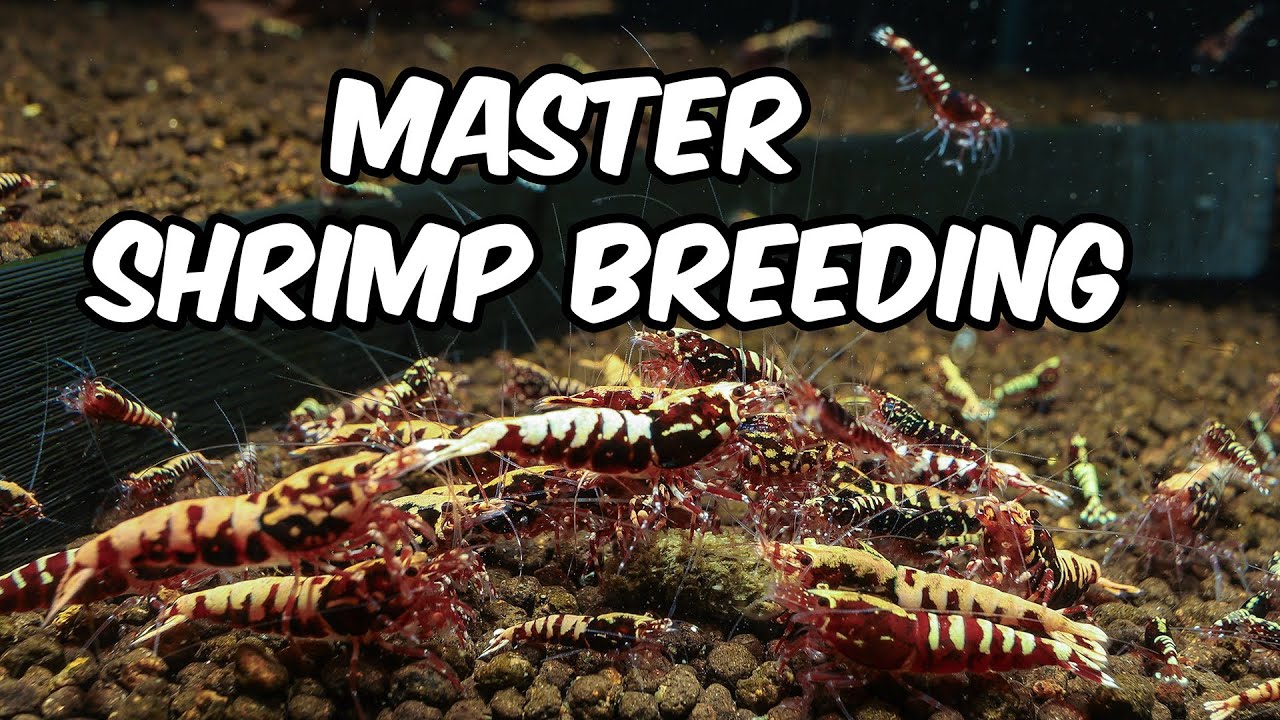 Top Reasons Your Shrimp Aren't Breeding: Insights for Caridina and Neocaridina Keepers