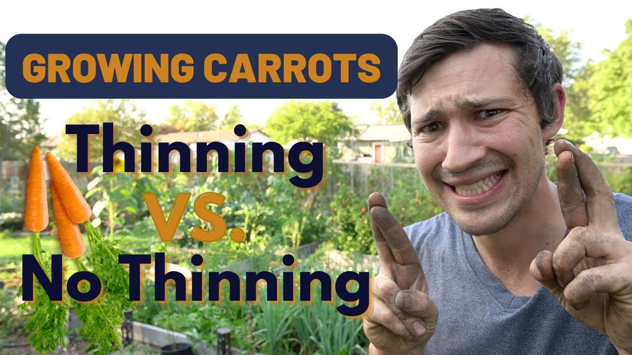 Does THINNING Carrots Really Matter???