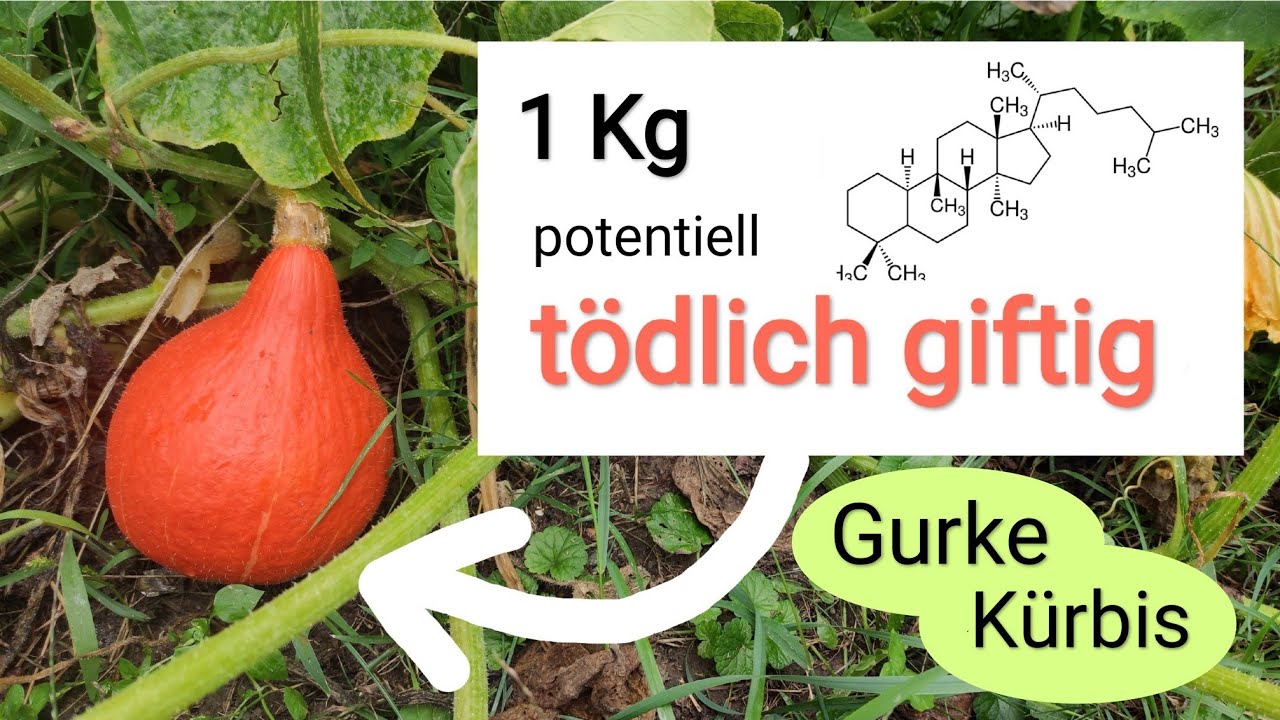 giftige Gurken & Kürbisse erkennen & verhindern. Pflichtwissen für jeden Hobbygärtner!