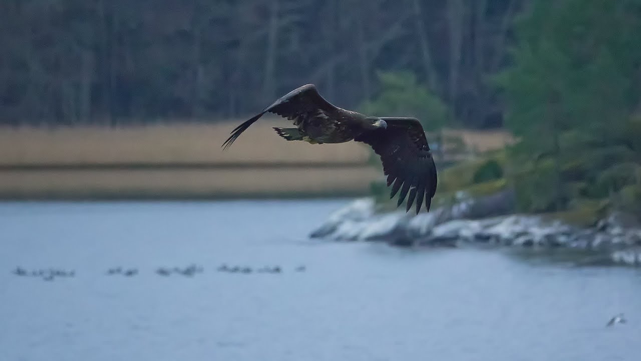 Alkutalven lintuja merellä –  Birds at sea in early winter