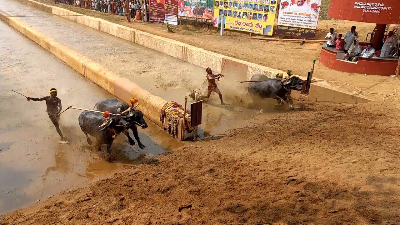 Ikala bava kambala 2017--18jan 27-28{Buffalo race}