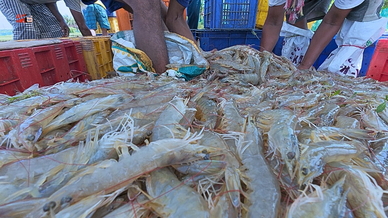 Ubah Peternakan Udang Anda Menjadi Tambang Emas: