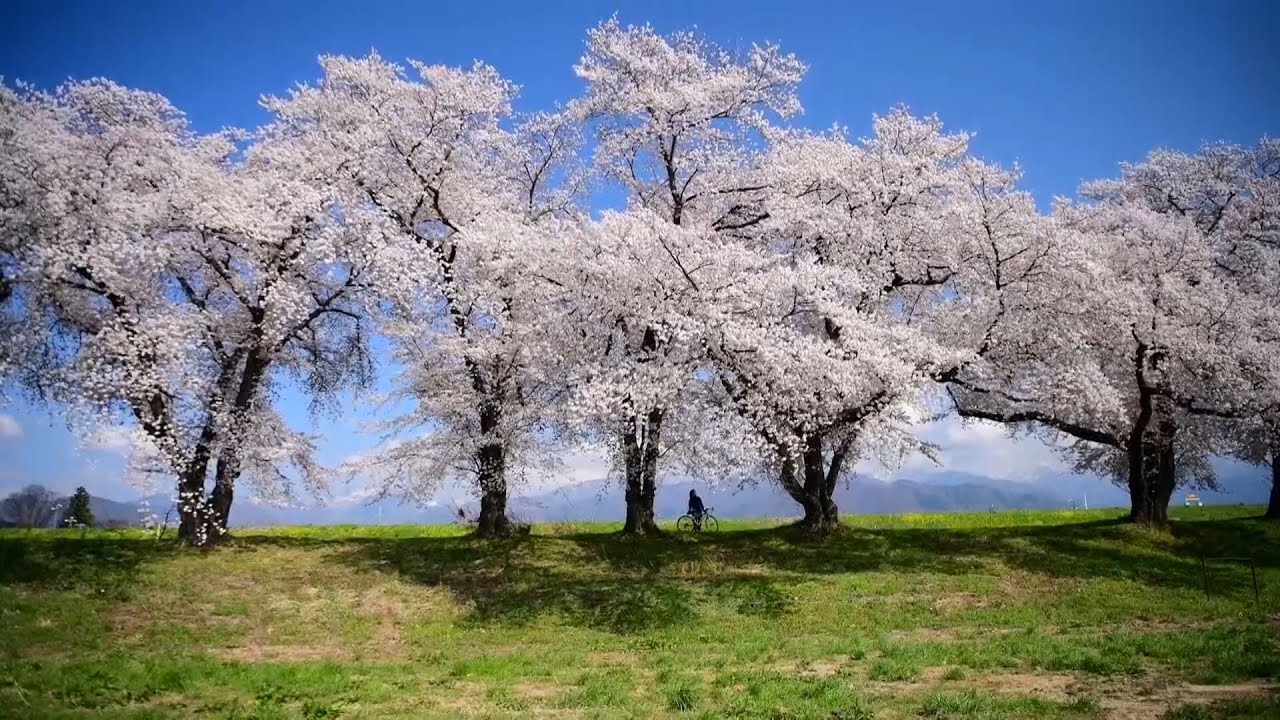 봄날은 간다 (이선희; The spring day goes - Lee Sunhee, 2015) - 벚꽃 (Cherry Blossoms)