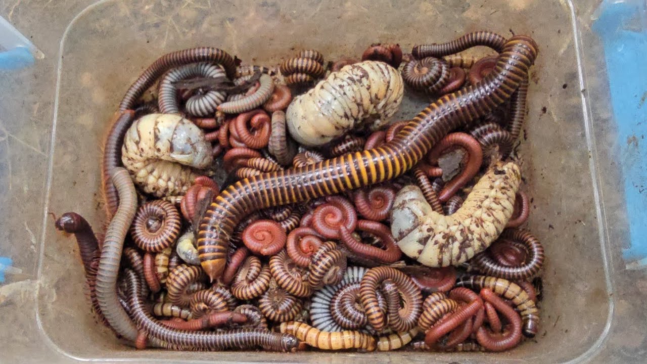 1 Big vs 100 Small Millipedes In The Box, Best Catching Wormzone And Millipedes' Family 