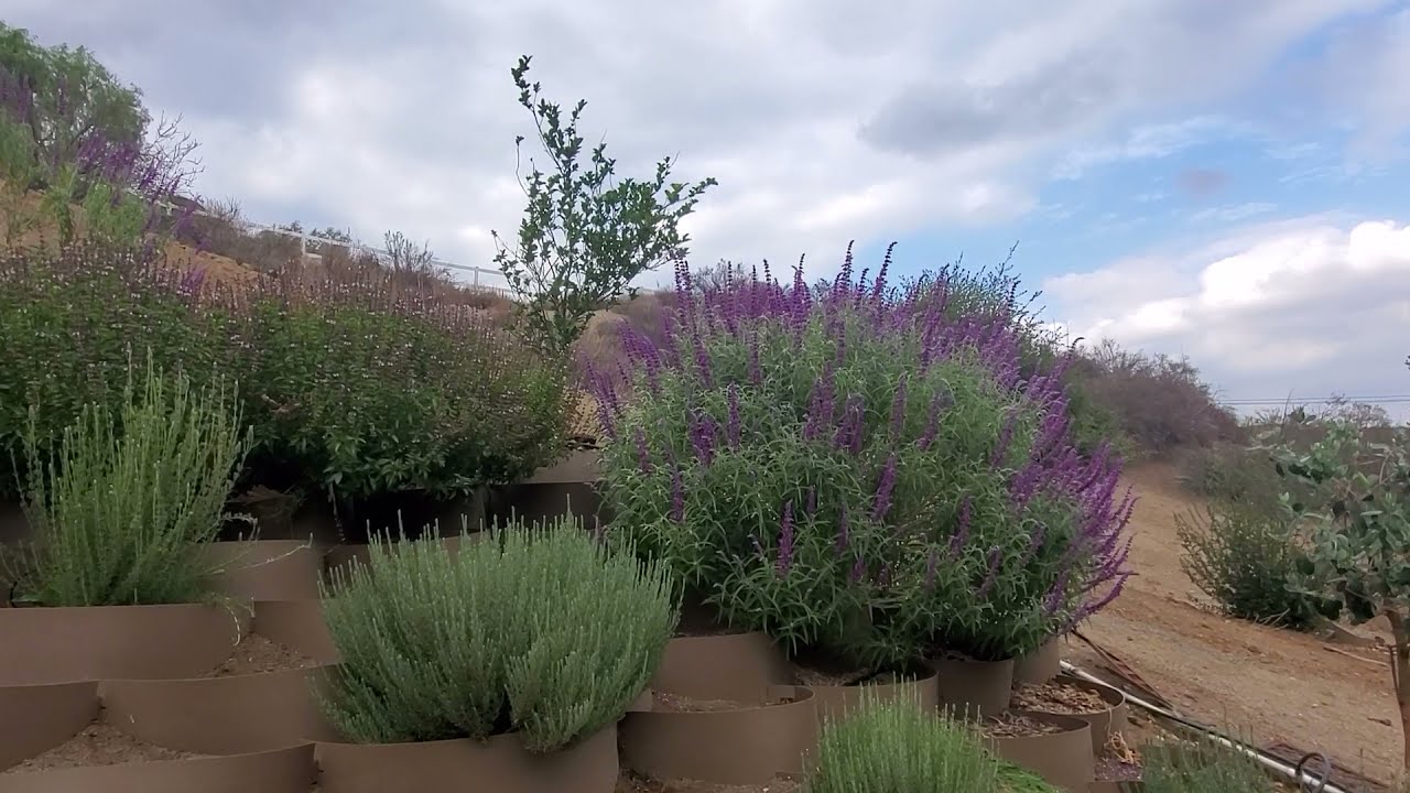 Mexican Sage Growing On my Hill Side Garden in Zone 9b (How much It grew in one Growing Season)
