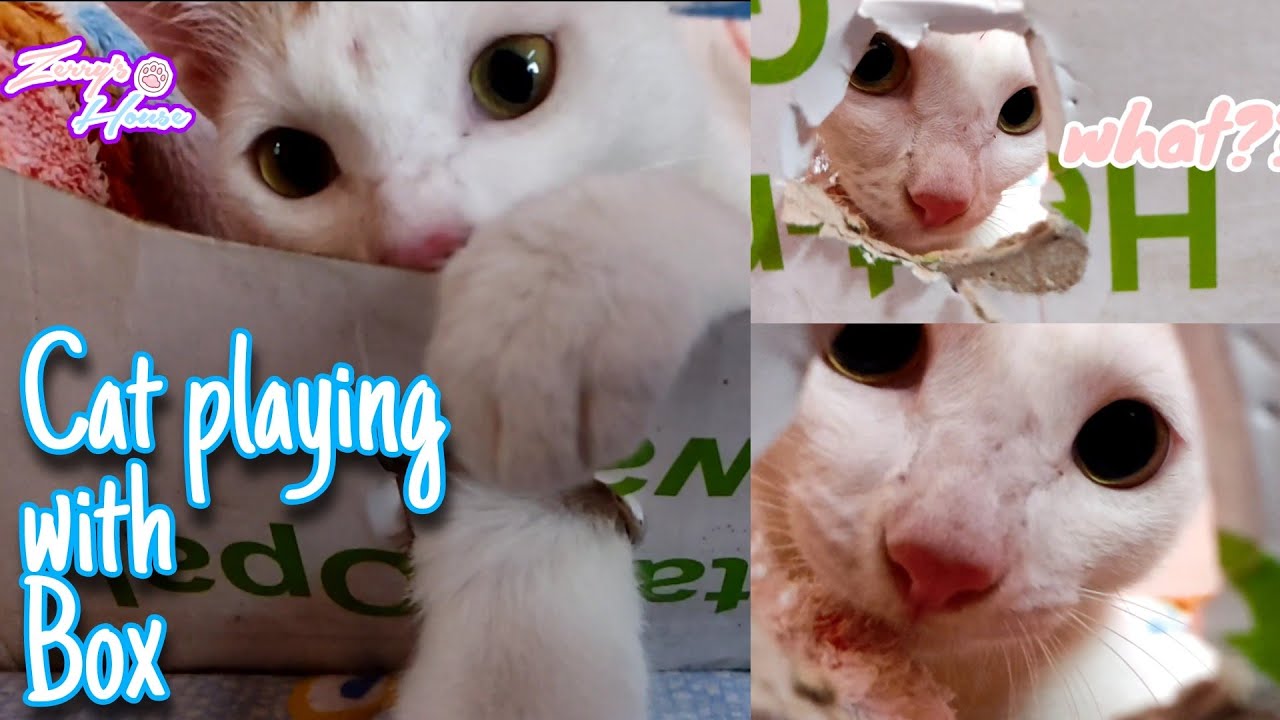 Cat playing with box