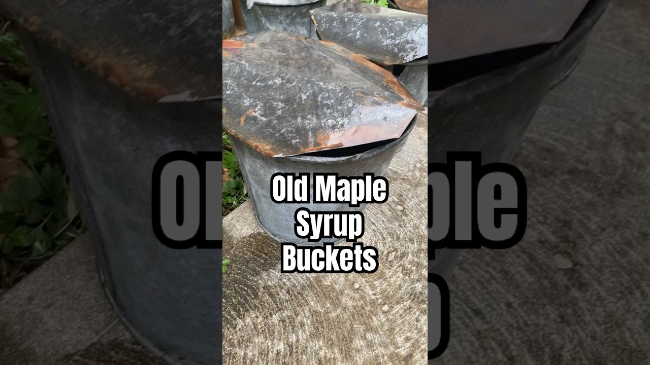 Sap Buckets in the Rain#sap#maple #galvanized
