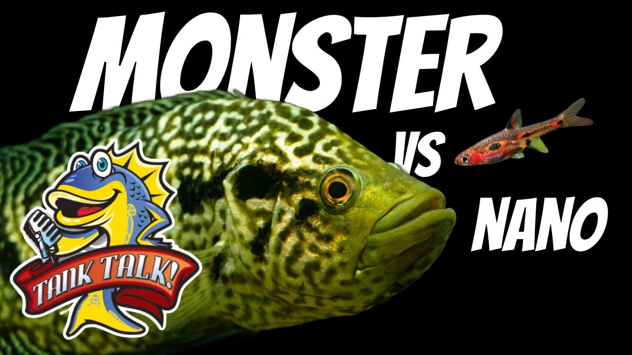 Monster Fish Vs  Nano Fish, A Fierce Debate