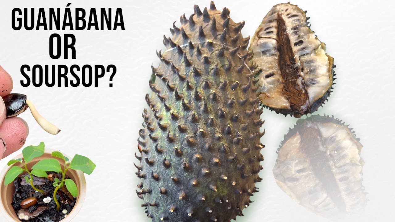 I’m Curious About This Fruit. So I Got One To Grow And To Make Candy. SOURSOP a.k.a GUANABANA