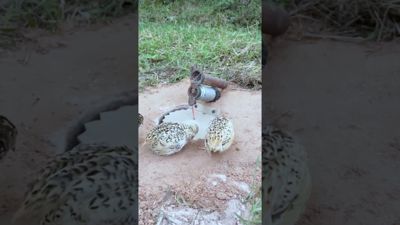 DIY Bird Trap - Simple Quail Traps #shorts