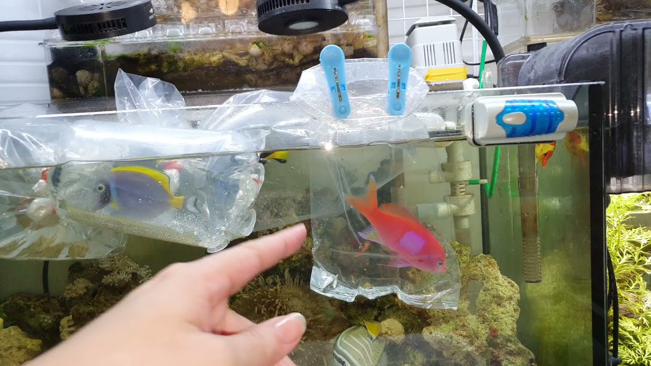 6放大隻海金魚跳缸300（白同學放魚）