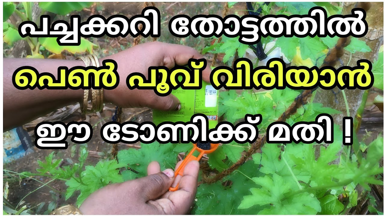 പച്ചക്കറി കൃഷി ഇനി പൊടി പൊടിക്കും | Krishi tips videos in malayalam | Adukkalathottam jaiva krishi