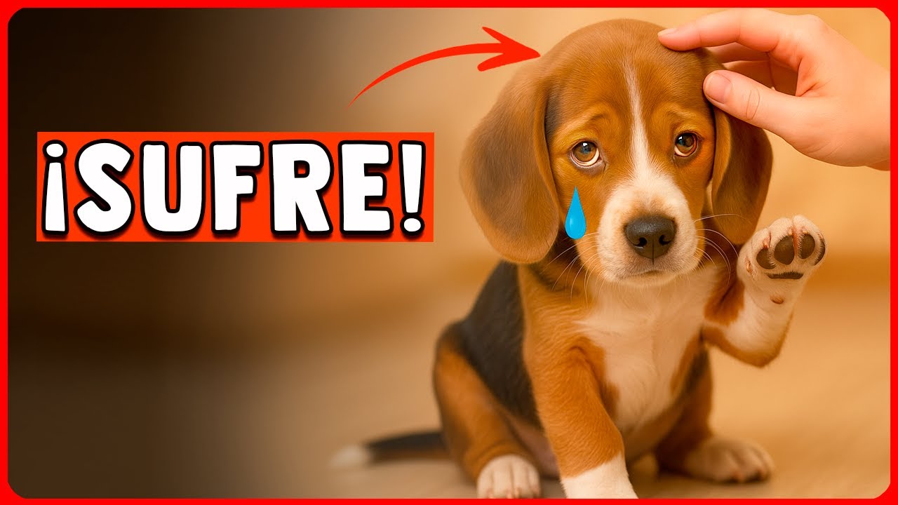 10 cosas que hacen que tu perro esté triste (y no lo sabes)