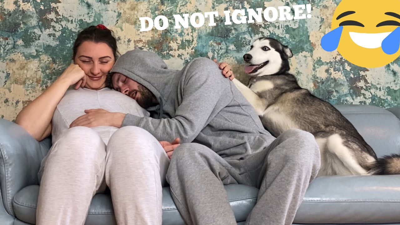 Hilarious Husky Puppy Refuses To Let Me Cuddle My Pregnant Partner!! [FUNNIEST REACTION EVERR!!!]