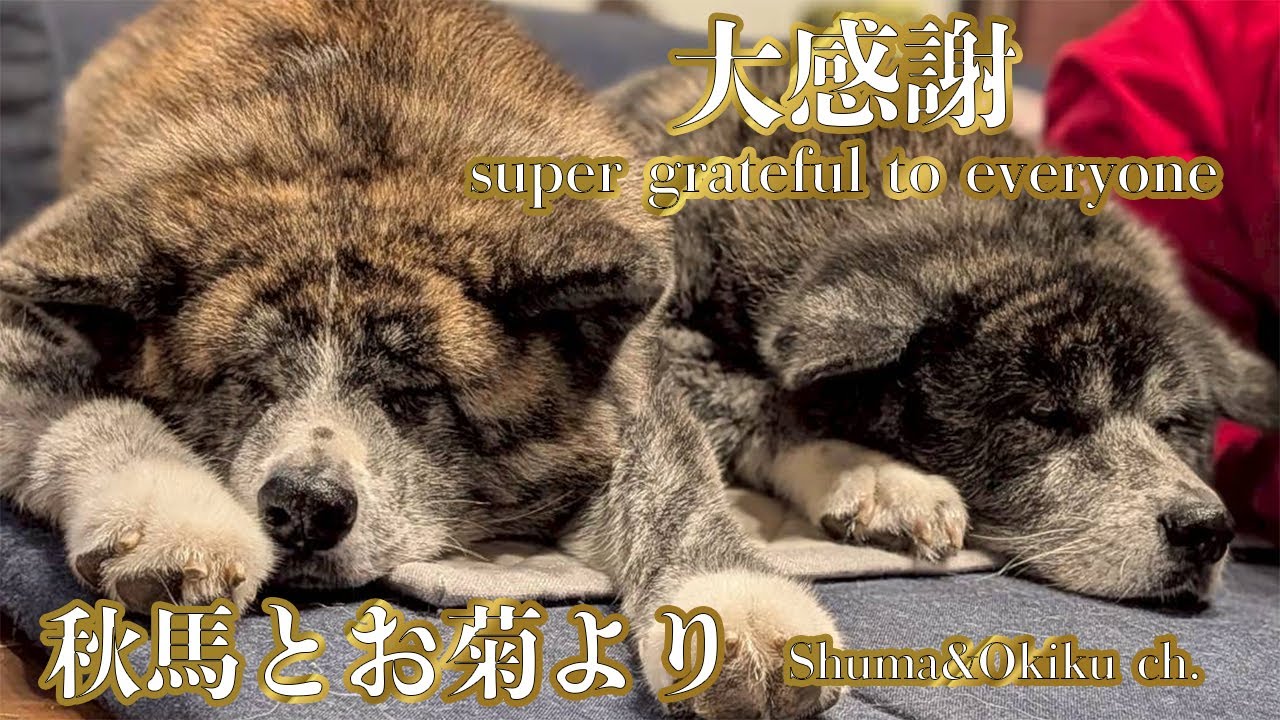 虎毛秋田犬コンビ秋馬とお菊より／super grateful to everyone【感謝】【akita dog】