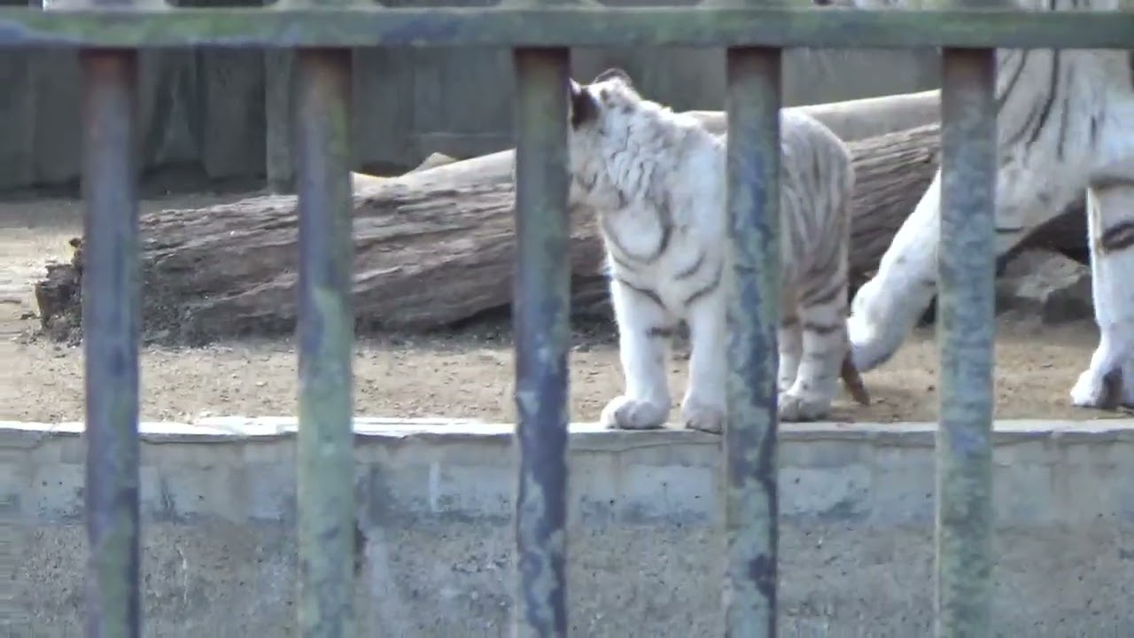 2024.3.10 宇都宮動物園☆ホワイトタイガーのシラナミお母ちゃん、アイカ、イオリ⑨